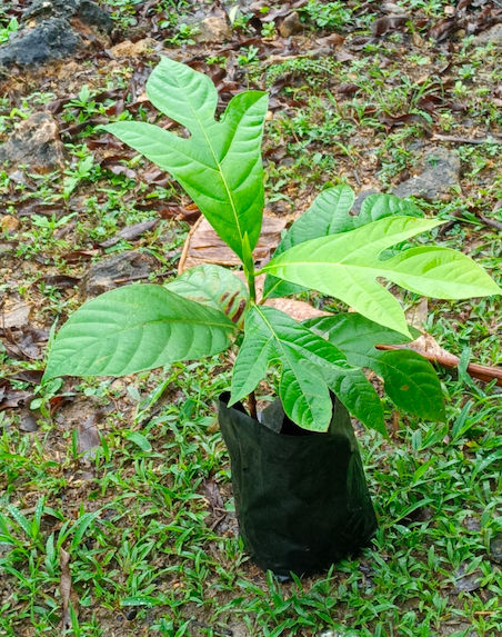sapling