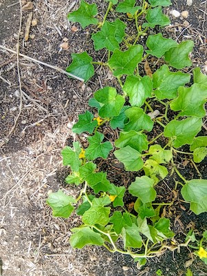 vine