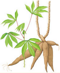 cassava