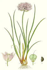 chives