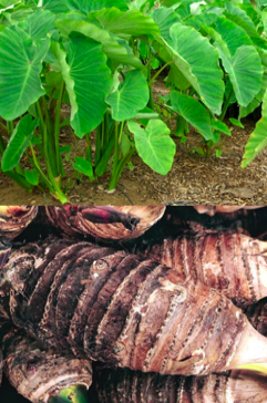cocoyam