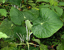 cow-foot
