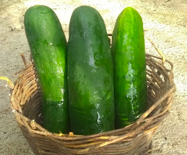 cucumber