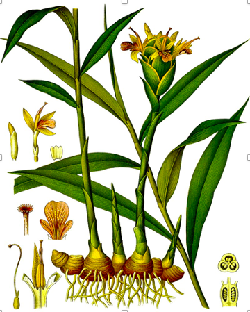 ginger