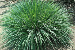 lemon grass