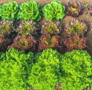 lettuce