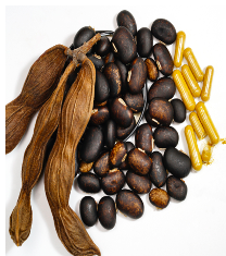 mucuna