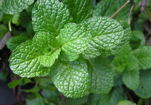 mint