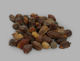 seeds.neem