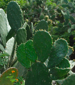 nopales.pickled