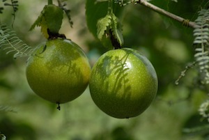 fruit