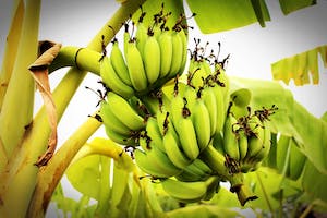 plantains