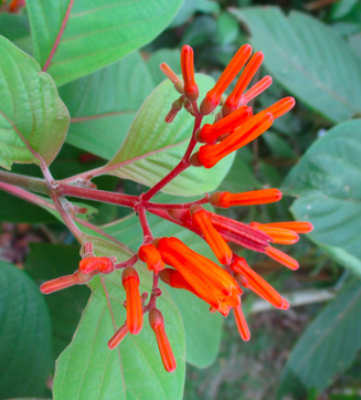 polly red head flower