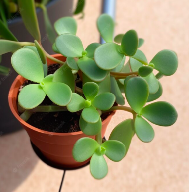 purslane
