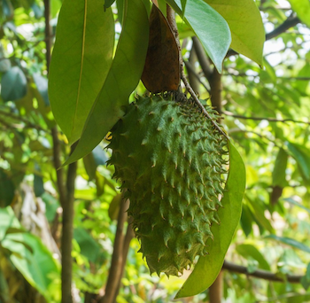 soursop