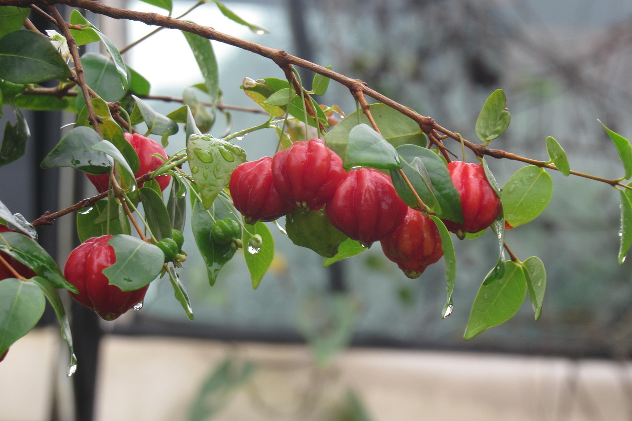 cherry