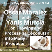 coconuts